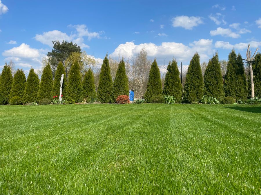 Wypielęgnowany trawnik we wrześniu