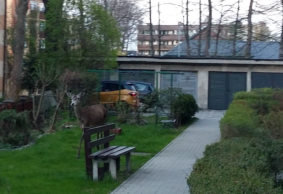 [24tp.pl] Jeleniowate nie tylko pod urzędem